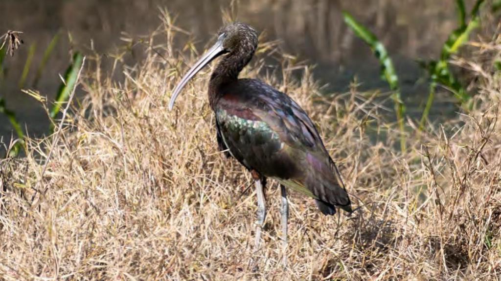 Un morito común en la Isla de los pájaros del Tajo en Toledo.