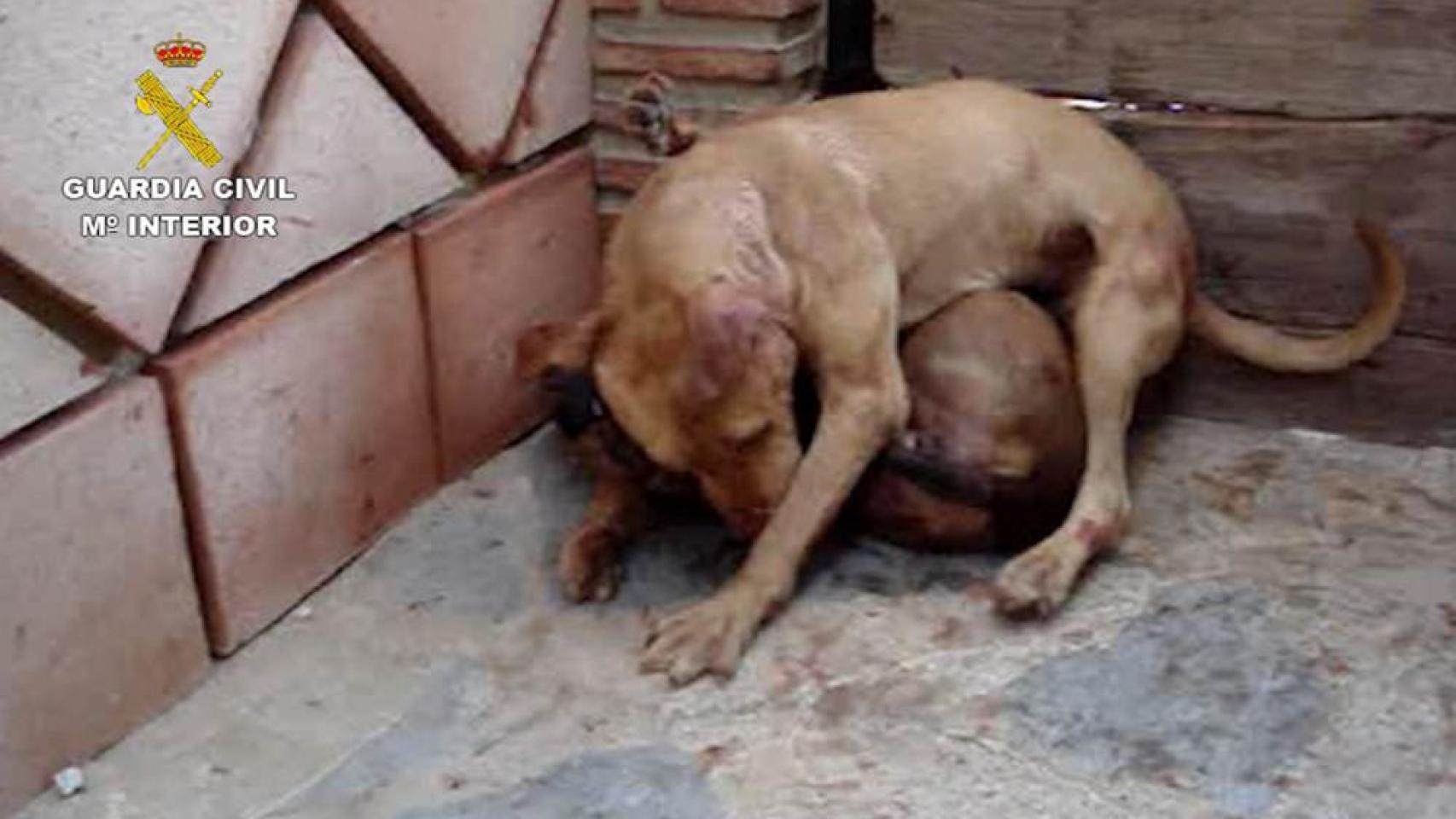 Imagen de archivo de perros para peleas rescatados por la Guardia Civil.