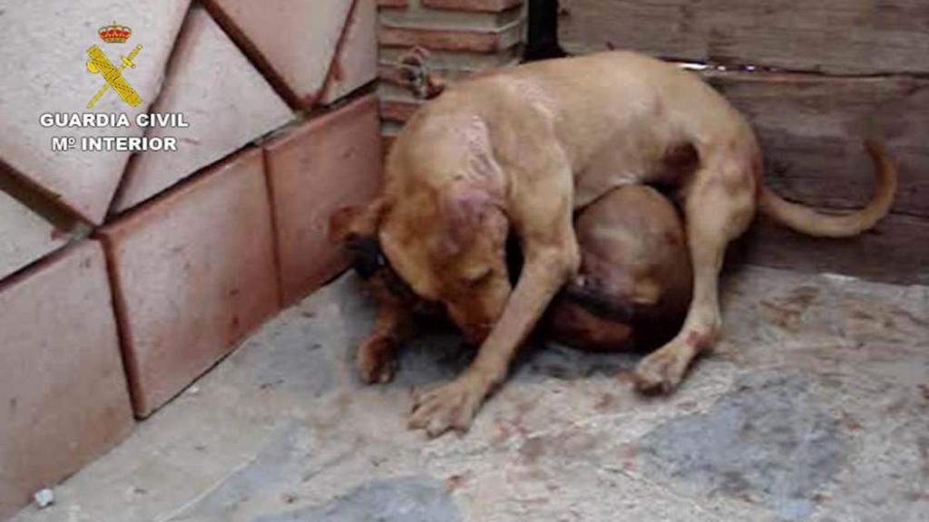 Imagen de archivo de perros para peleas rescatados por la Guardia Civil.