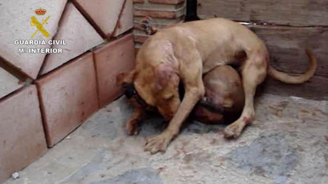 Imagen de archivo de perros para peleas rescatados por la Guardia Civil.