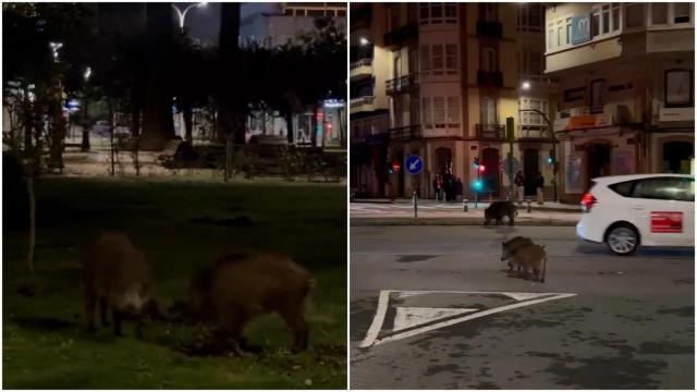 Los jabalíes de A Coruña se pasean de madrugada por el 15004 y causan destrozos en los Jardines