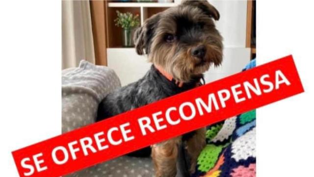 Imagen de Lucas, el perro desaparecido en Cambre