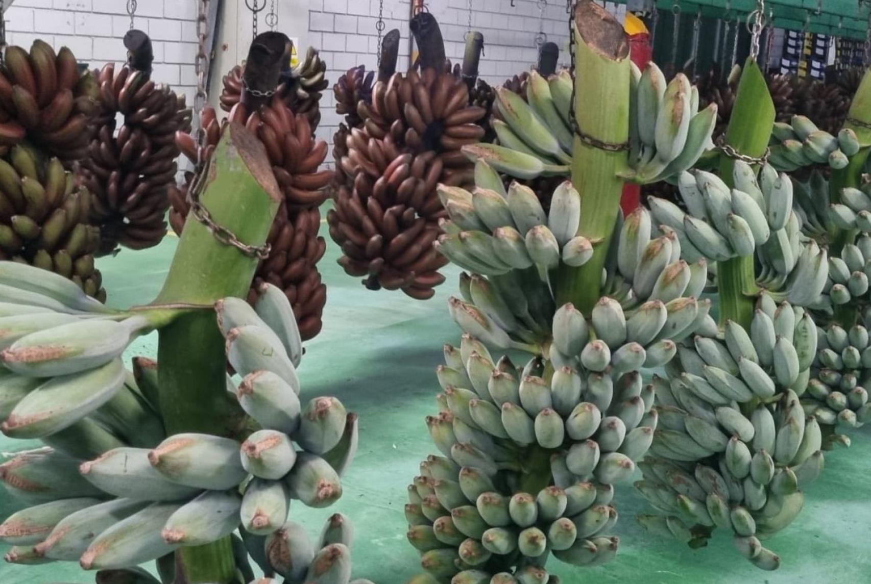 La piñas de plátano azul y de plátano rojo, siendo procesadas en una sede de la Fast.