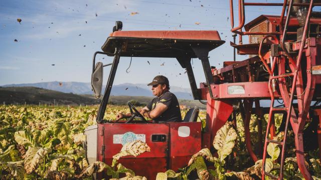 Vídeo | Tabaco en rama, el 'oro verde' de la comarca extremeña de La Vera