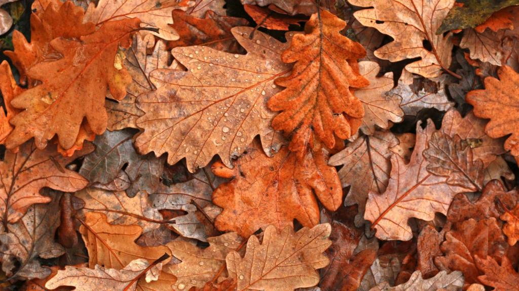 Esta es una de las ferias más famosas del otoño en Asturias: el manjar que puedes probar