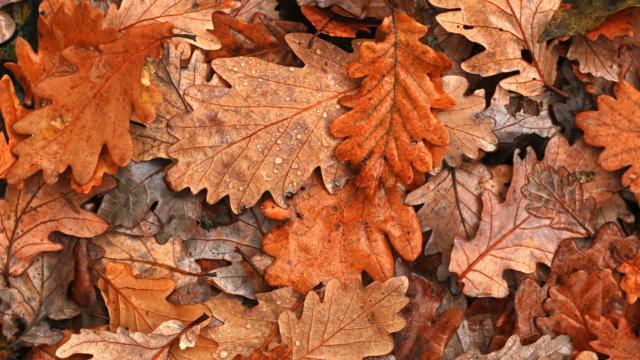 Esta es una de las ferias más famosas del otoño en Asturias: el manjar que puedes probar