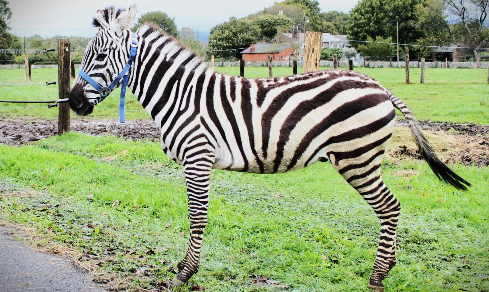 Stripe es el nombre de la cebra.