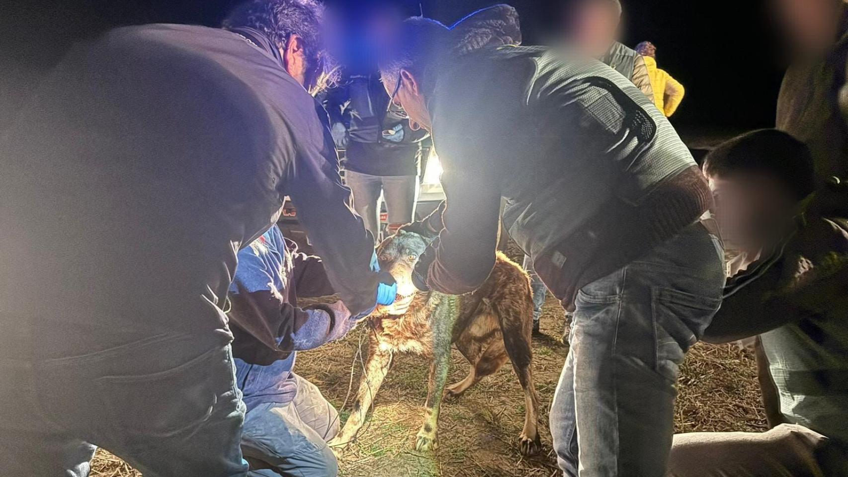 La Guardia Civil realizando las lecturas de los microchips y tomando muestras de las dentaduras de los canes que atacaron a Arancha