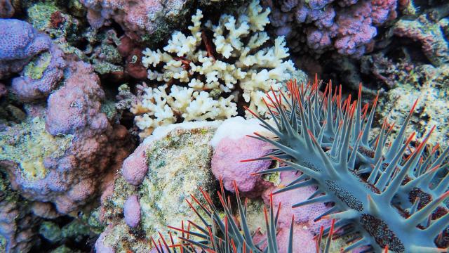 Un ejemplar adulto de corona de espinas.