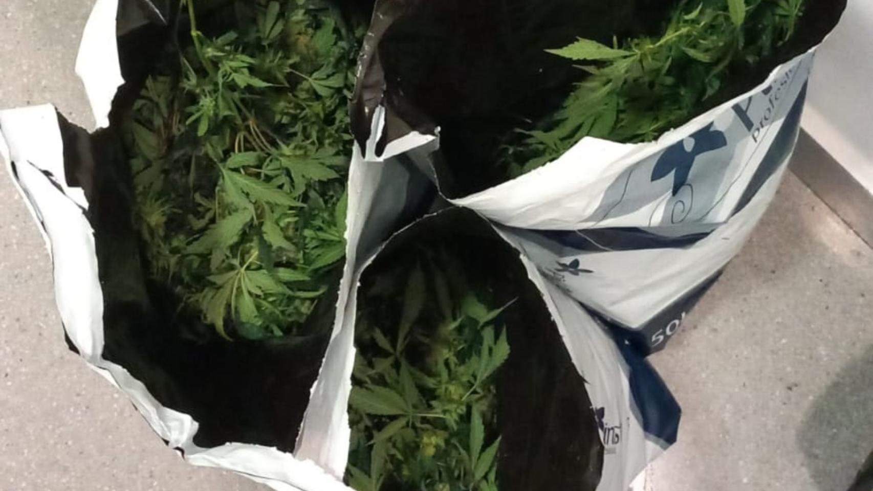 Sacos de marihuana incautados.