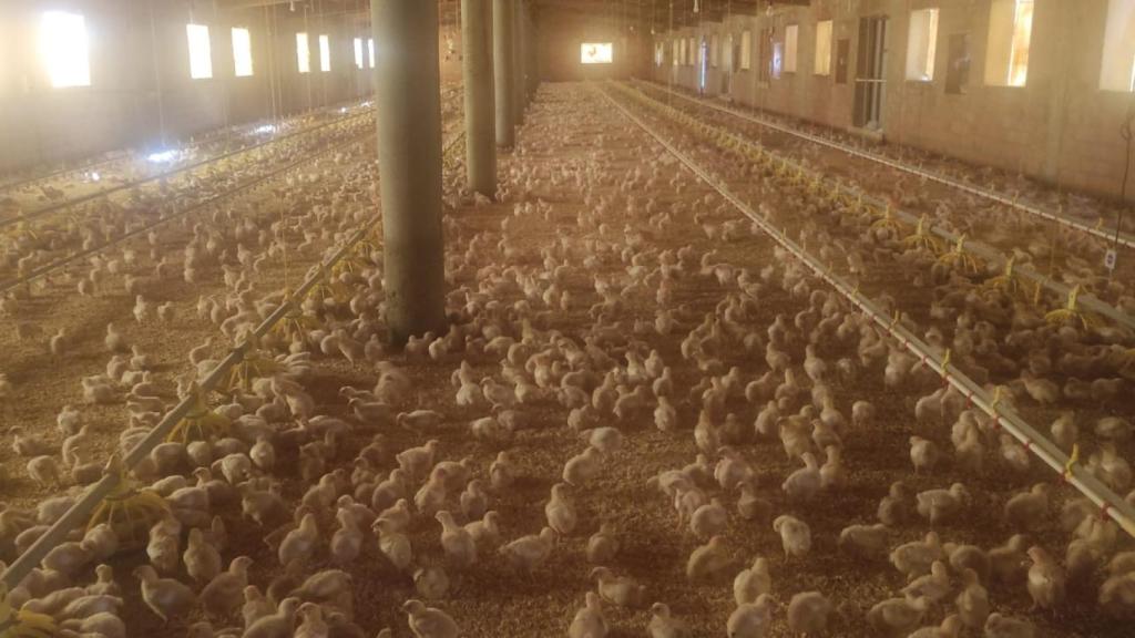 Los pollos criados por el granjero Eloy Ureña.