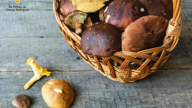 As Pontes (A Coruña) celebra este fin de semana una nueva edición de la Feira de Fungos e Congomelos