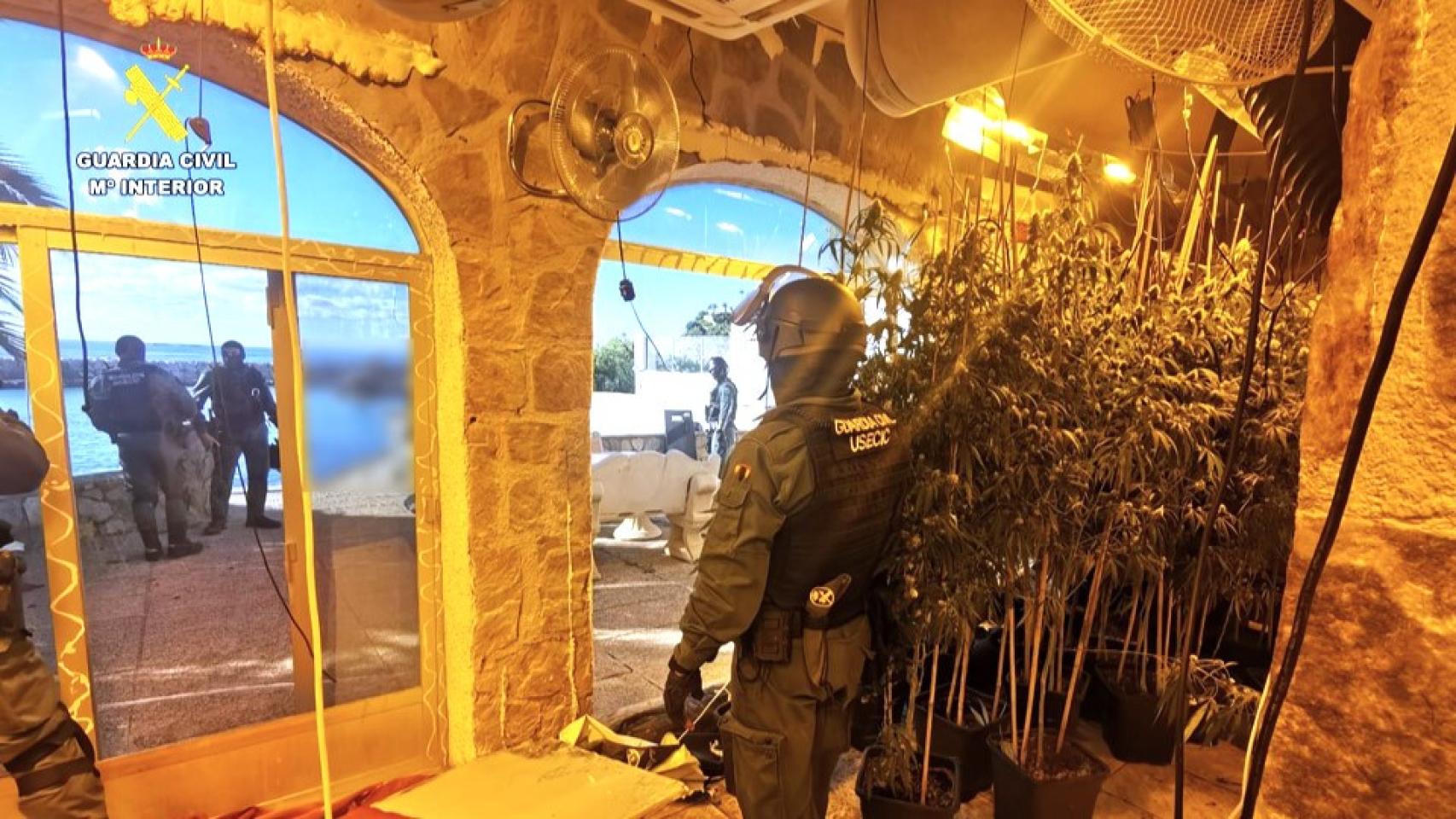 Un agente de la Guardia Civil, entre las plantaciones de marihuana en el chalet.