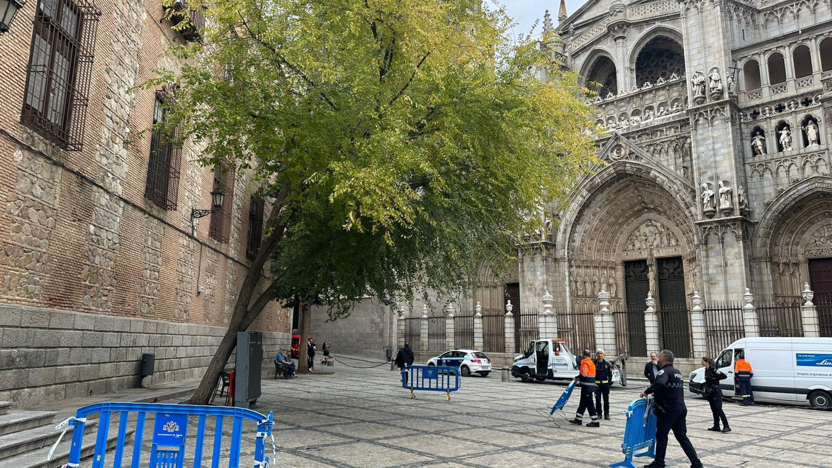 El árbol que va a ser talado en las próximas horas.