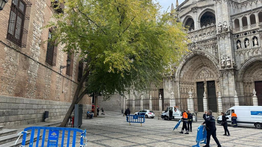 El árbol que va a ser talado en las próximas horas.