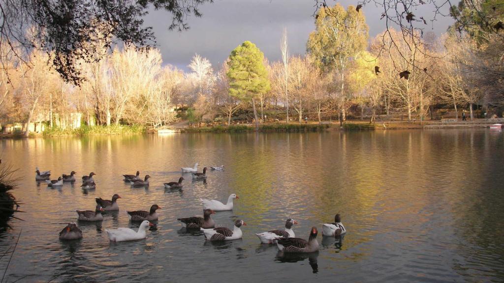 Los patos por la Albufera de Anna.