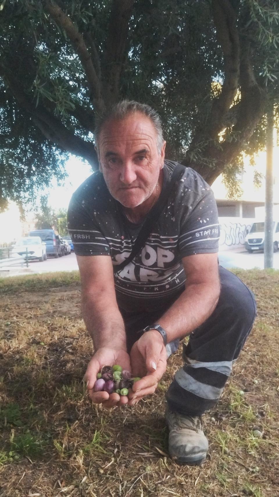 'El Serna' mostrando aceitunas de un olivo decorativo propiedad del Ayuntamiento de Totana.