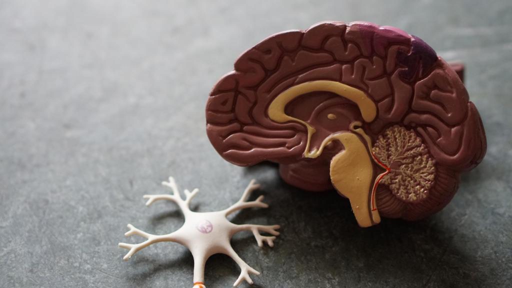 Una maqueta de un cerebro en imagen de archivo.