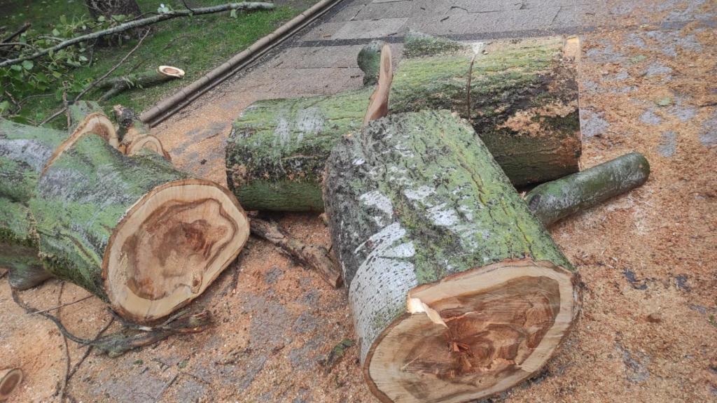 Troceado del árbol caído en La Marina