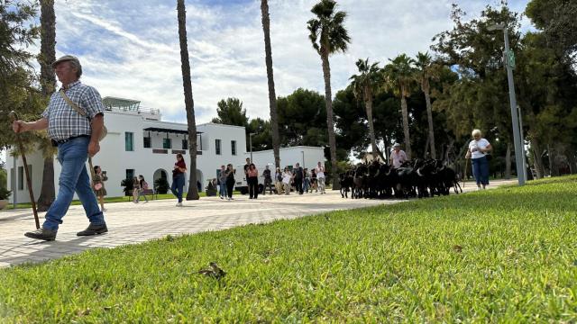 Las ovejas han sorprendido a los estudiantes de la UA.