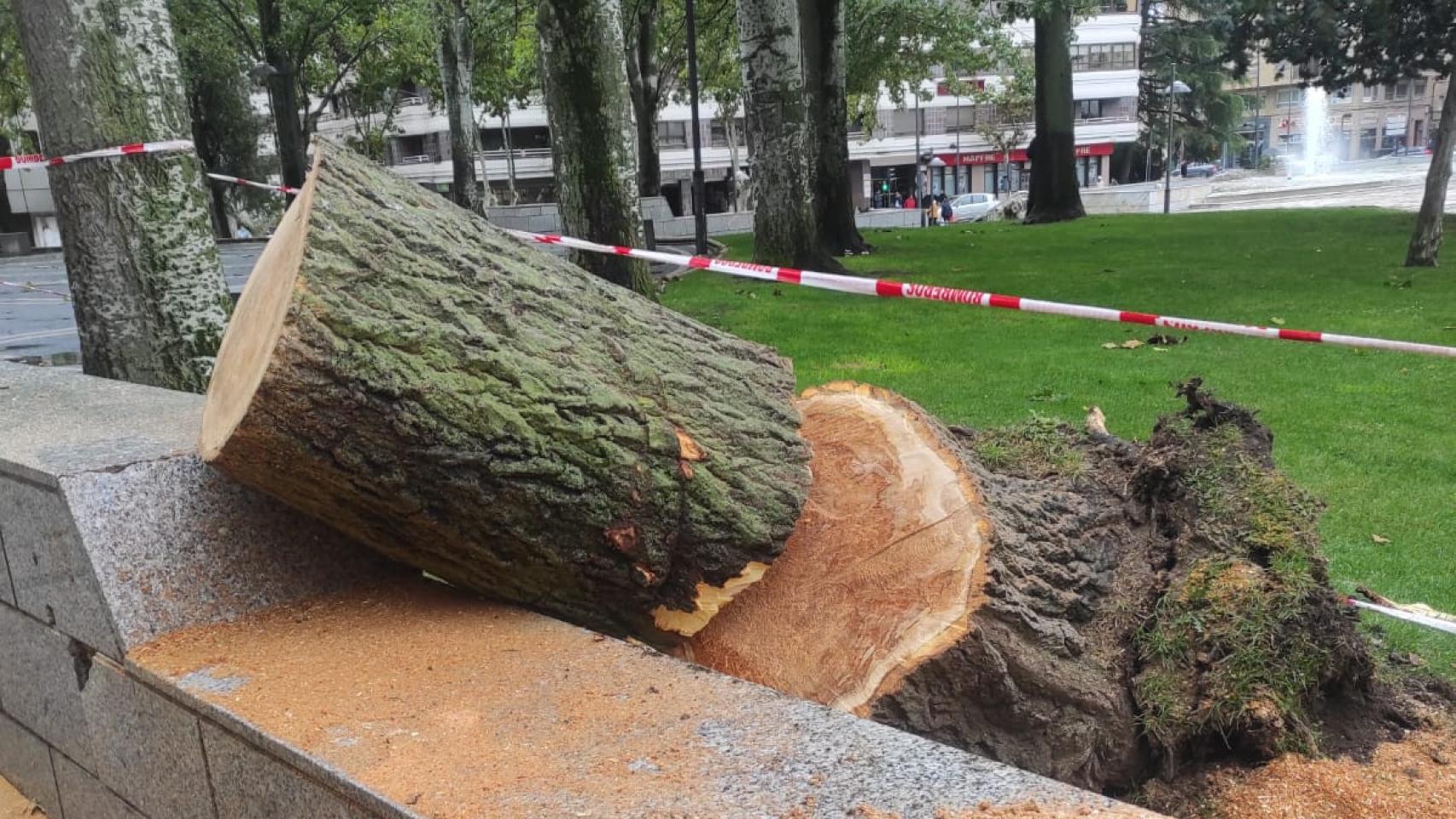 Árbol de 20 metros caído en La Marina