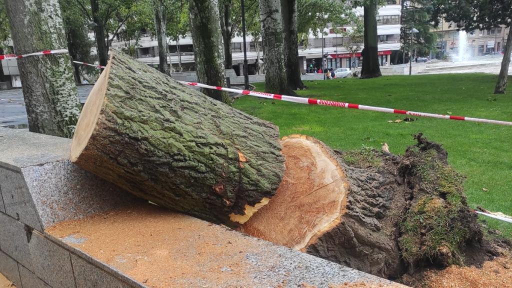 Árbol de 20 metros caído en La Marina