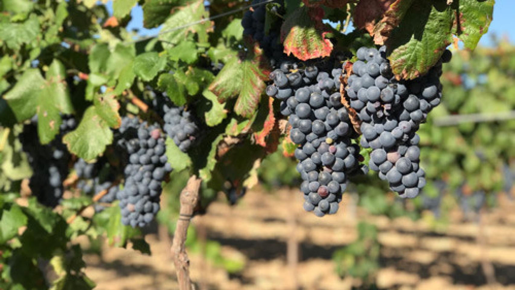 Garnacha tintorera