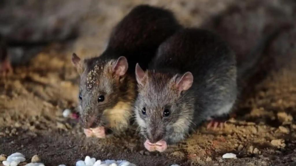 Dos ratas en una imagen de archivo
