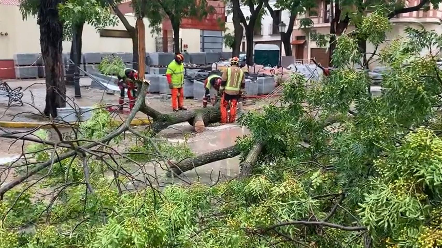 Árbol caído en Talavera de la Reina. Foto: RTVE Castilla-La Mancha.