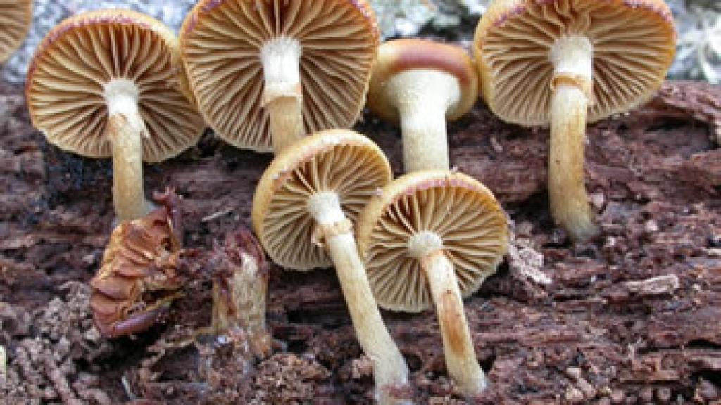 Imagen de la Galerina marginata.