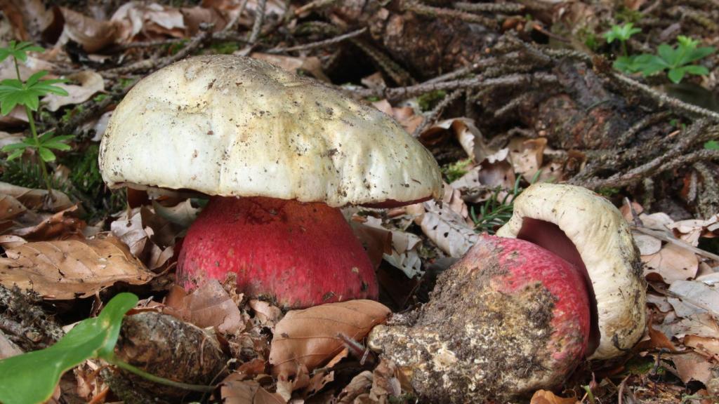 Imagen del 'Boletus satanas'.