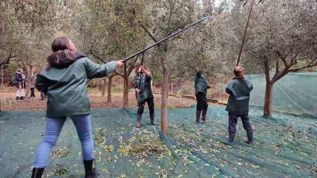 Aceites Abril recogerá 35.000 kilos de aceituna de gran calidad para su aceite 100% gallego