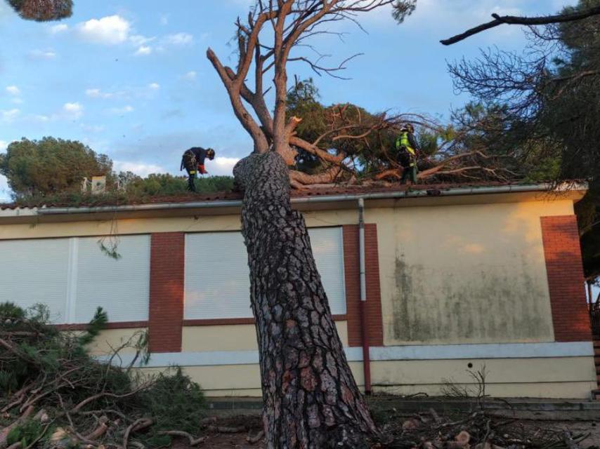 Imagen de la caída del árbol en El Carpio