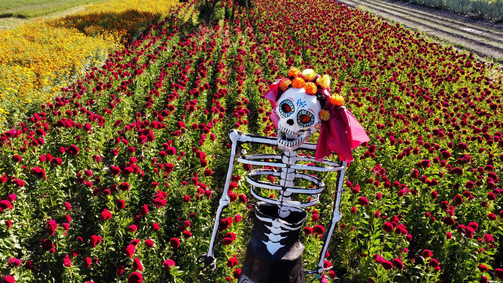Los agricultores de México se reinventan: plantan catrinas para atraer el turismo ante la sequía
