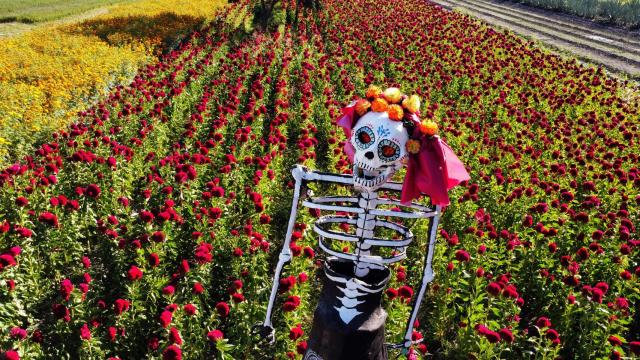 Los agricultores de México se reinventan: plantan catrinas para atraer el turismo ante la sequía