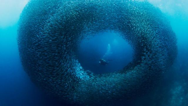 Filipinas es el mejor destino del mundo para practicar buceo