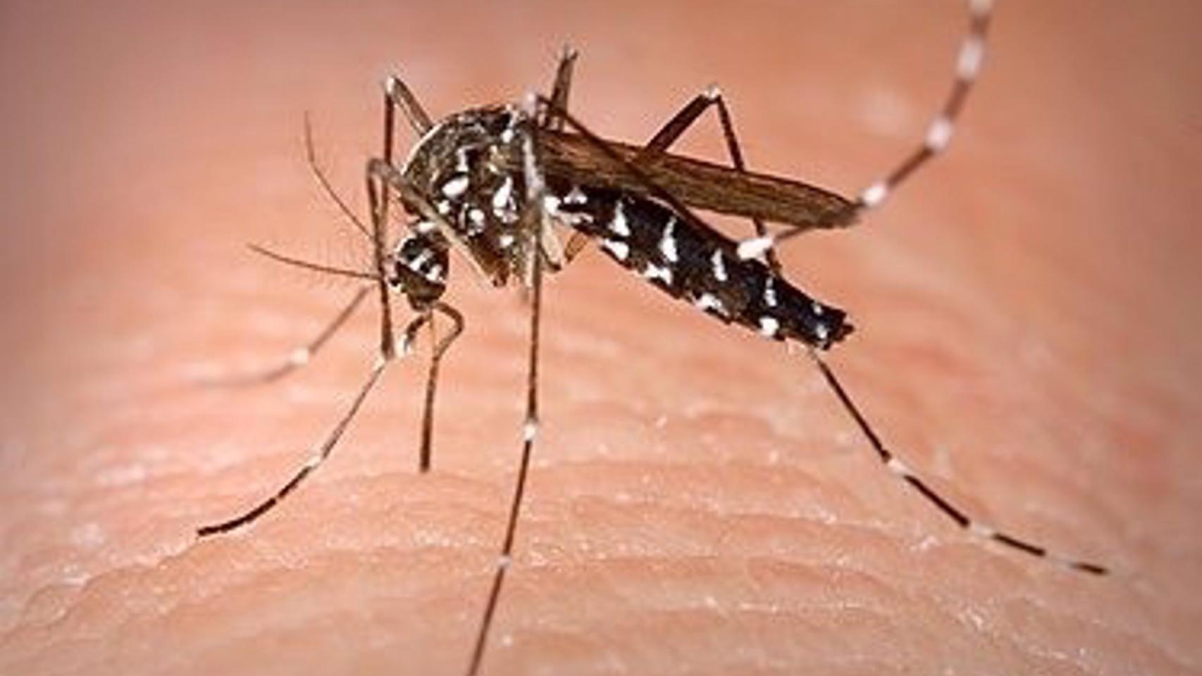 Ejemplar de Aedes albopictus.