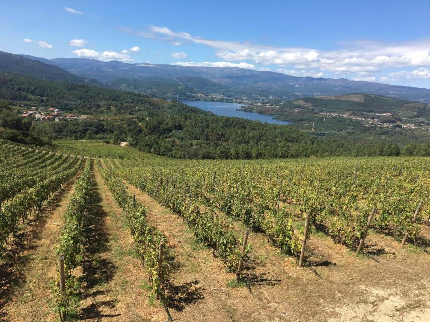 Viñedo de Castrelo das Pedras en Ribeiro