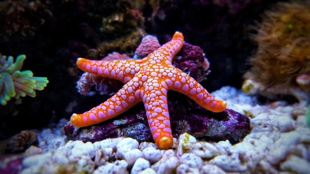 Una estrella de mar descansando plácidamente en el fondo del océano.