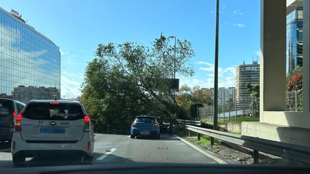 Árbol caído sobre la M-30 este jueves por el temporal de viento.