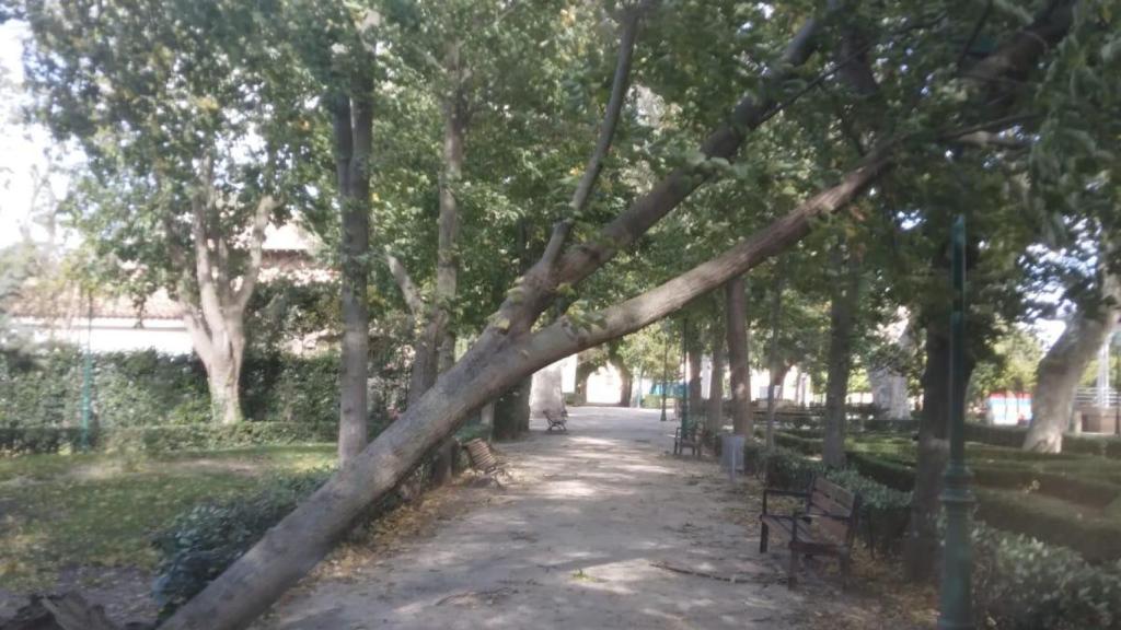 Imagen de archivo de un arbol caído en Toledo.