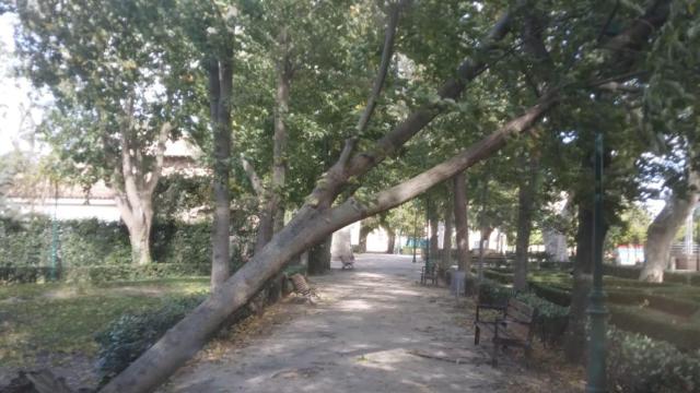 Imagen de archivo de un arbol caído en Toledo.