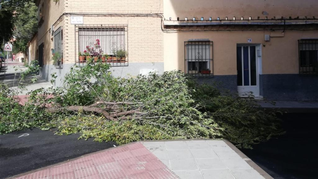 Árbol caído en Toledo.