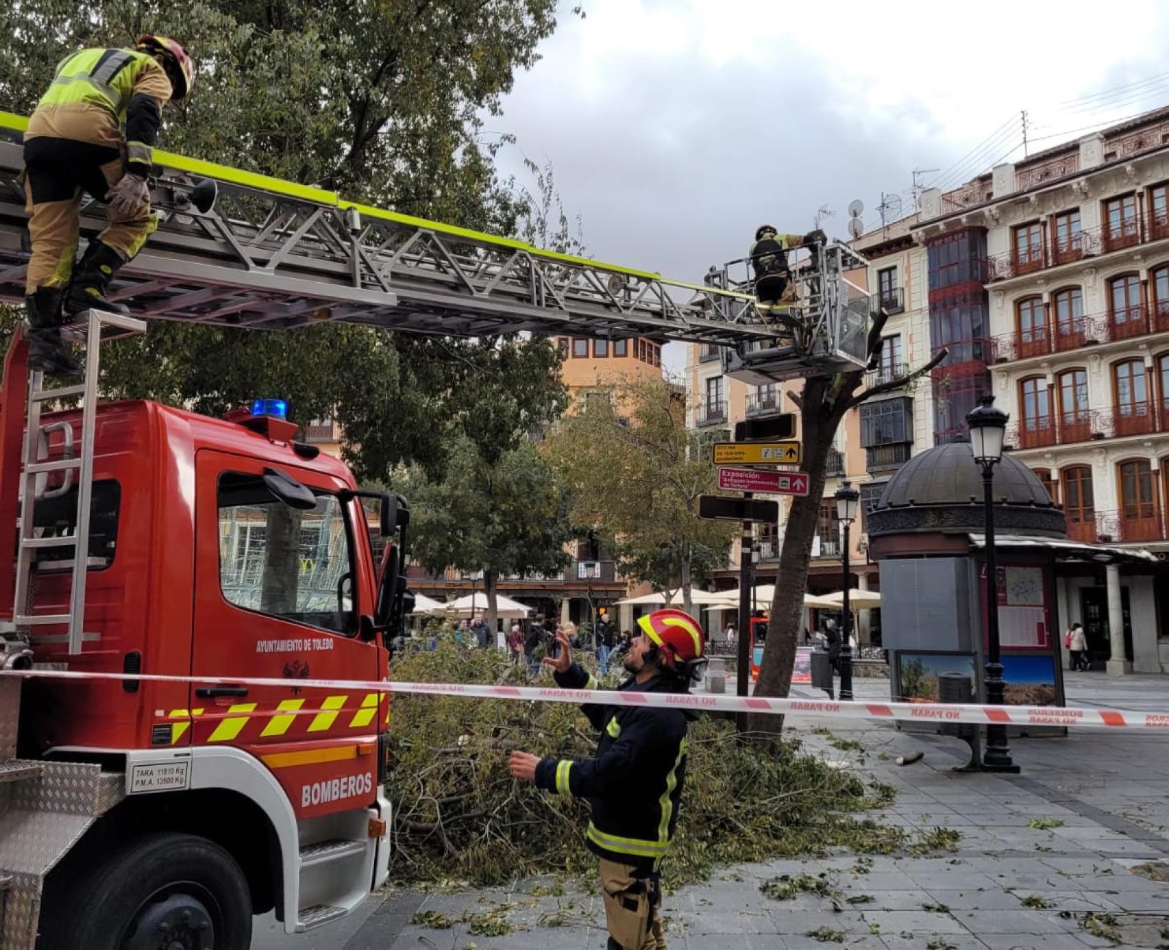 Caída de un árbol en Zocodover