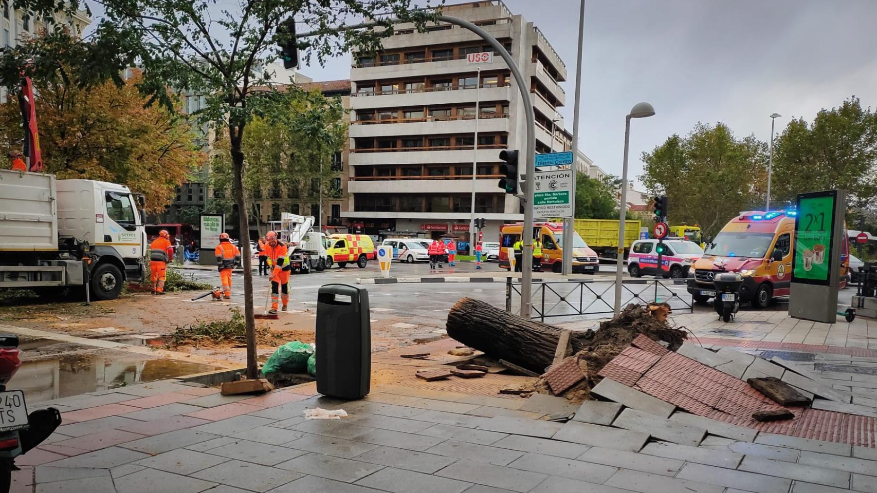 El tocón que ha dejado el olmo de la calle Almagro.