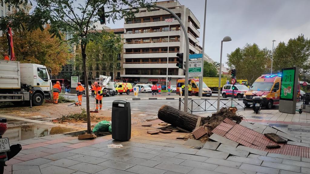El tocón que ha dejado el olmo de la calle Almagro.