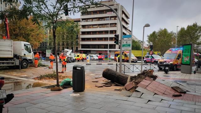 El tocón que ha dejado el olmo de la calle Almagro.