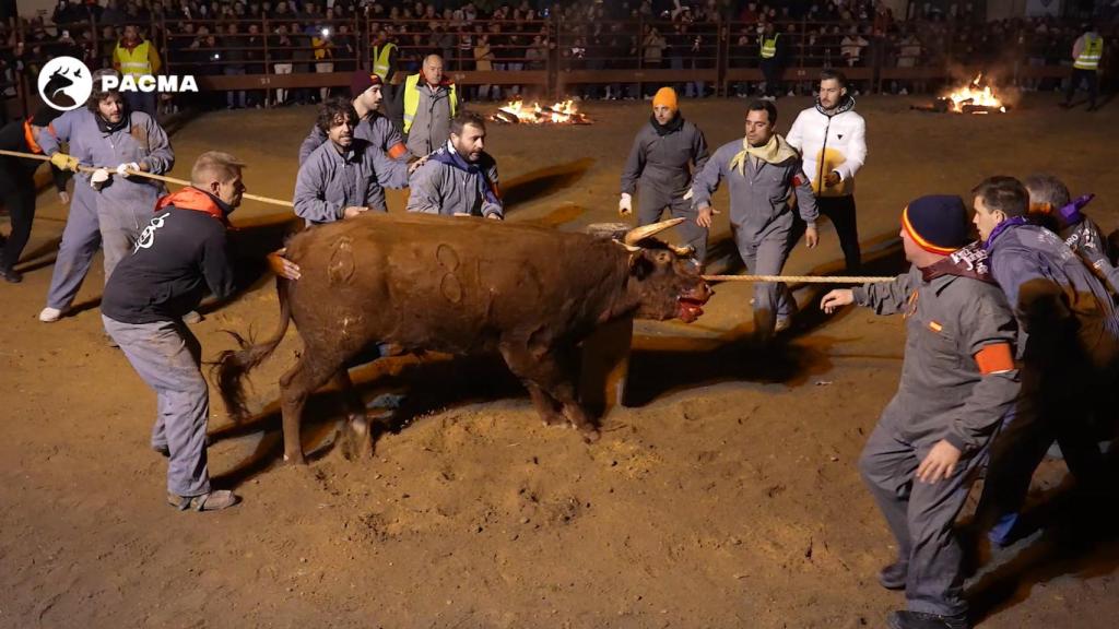 Imagen del Toro Jubilo del pasado año 2022, celebrado en Medinaceli.