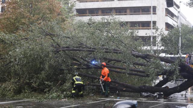 El olmo caído en la calle Almagro este jueves.
