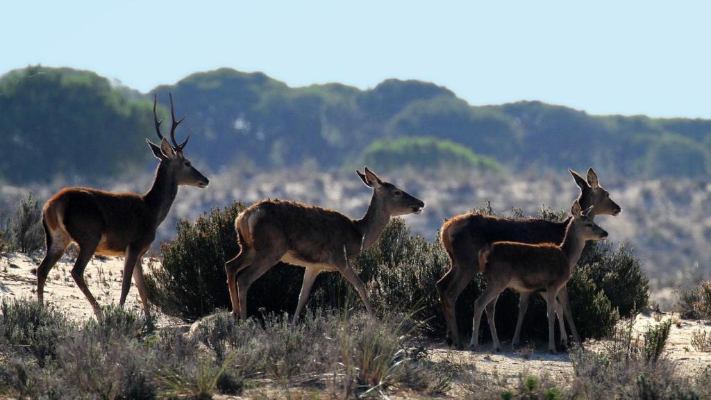 Fauna del Parque Nacional de Doñana